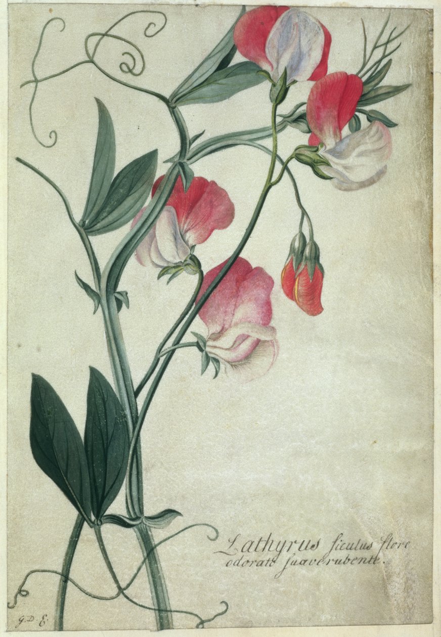 PD.113-1973.f1 Lathyrus Siculus Flore, n. 1760-70 (wc vellum) tekijältä Georg Dionysius Ehret