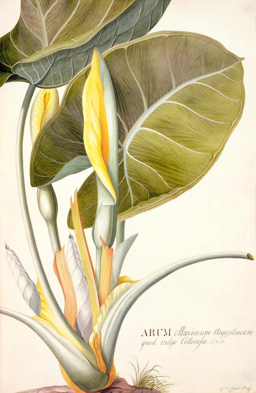 PD.116-1973f.14 Arum maximum aegyptiacum, n. 1740-45 (wc ja guassi vellum) tekijältä Georg Dionysius Ehret
