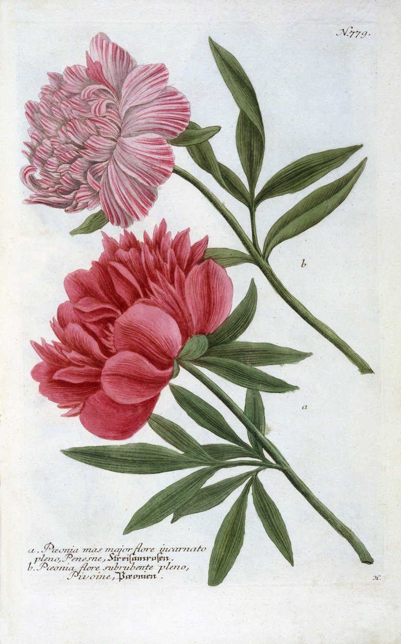 Paeonia Johann Wilhelm Weinmannin Phytanthoza Iconographiasta, 1737 (käsinvärinen kaiverrus) tekijältä Georg Dionysius Ehret