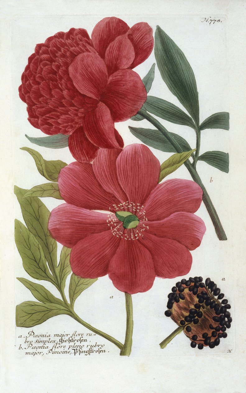 Paeonia Johann Wilhelm Weinmannin Phytanthoza Iconographiasta, 1737 (käsinvärinen kaiverrus) tekijältä Georg Dionysius Ehret