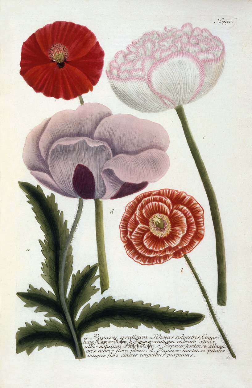 Papaver, Johann Wilhelm Weinmannin teoksesta Phytanthoza Iconographia, 1737 (käsin väritetty kaiverrus). tekijältä Georg Dionysius Ehret