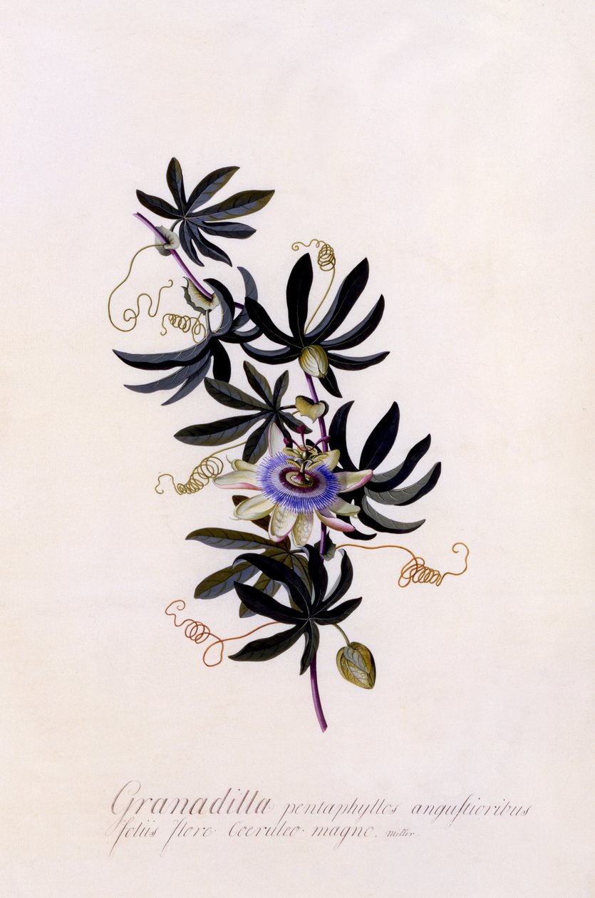 Passiflora Granadilla, n.1745 (käsinvärinen kaiverrus) tekijältä Georg Dionysius Ehret