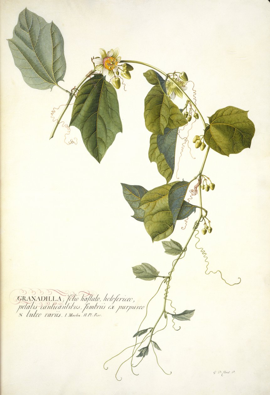Passiflora holosericea (passion Flower) (wc ja vartaloväri korotettu kullalla perunakalvolla) tekijältä Georg Dionysius Ehret