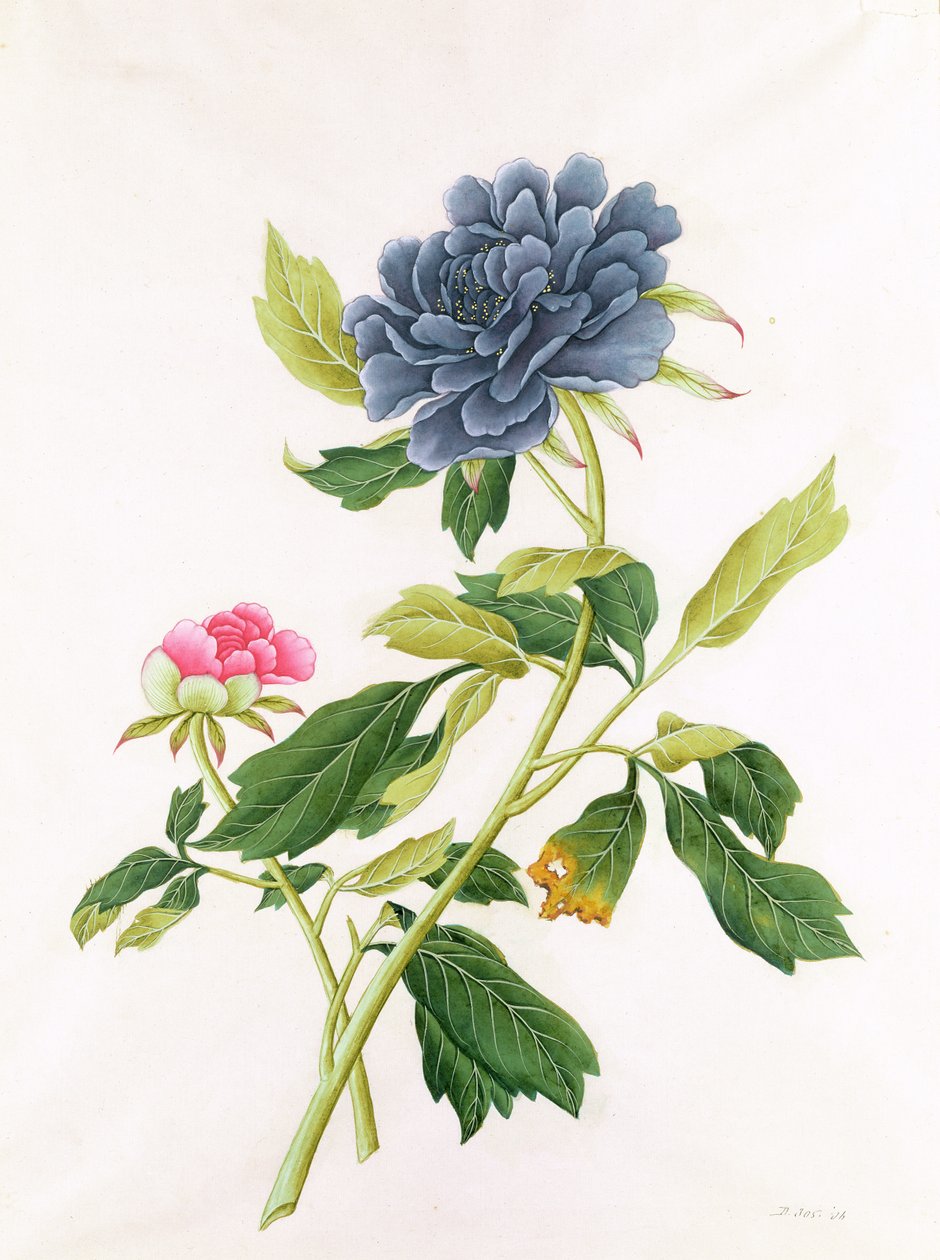 Pioni tekijältä Georg Dionysius Ehret