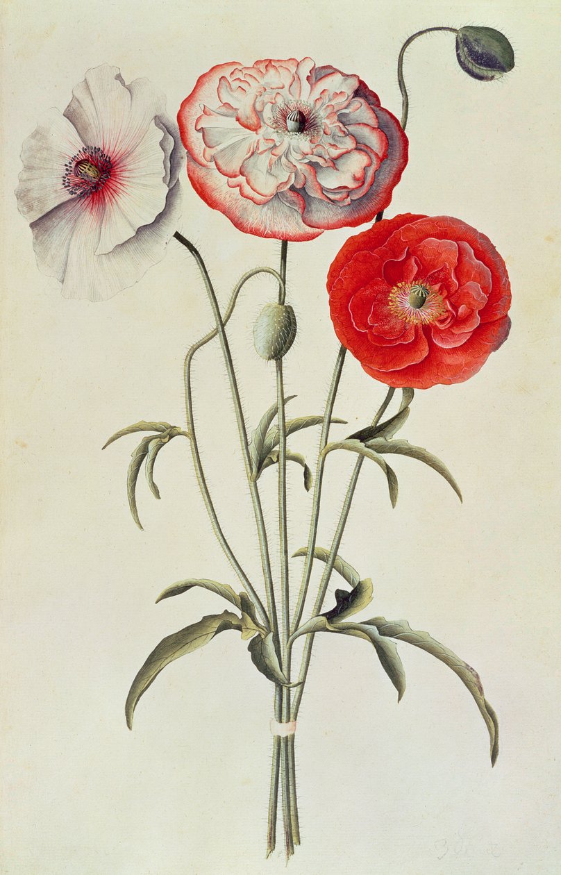Unikot: maissi (Papaver Rhoeas) tekijältä Georg Dionysius Ehret