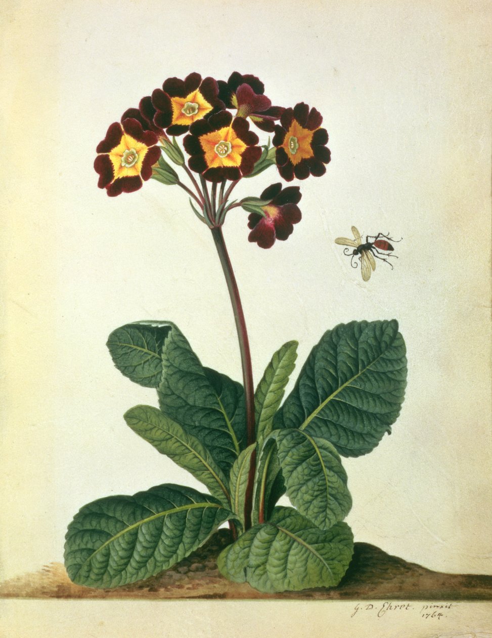 Primulaecae: Kukkiva Polyanthus lentävän hyönteisen kanssa, 1764 (lyijykynä, wc ja guassi velumilla) tekijältä Georg Dionysius Ehret