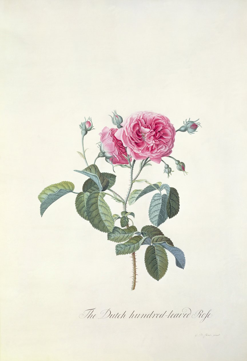 Rose: Ruusu: Hollannin sata-lehtinen ruusu tekijältä Georg Dionysius Ehret