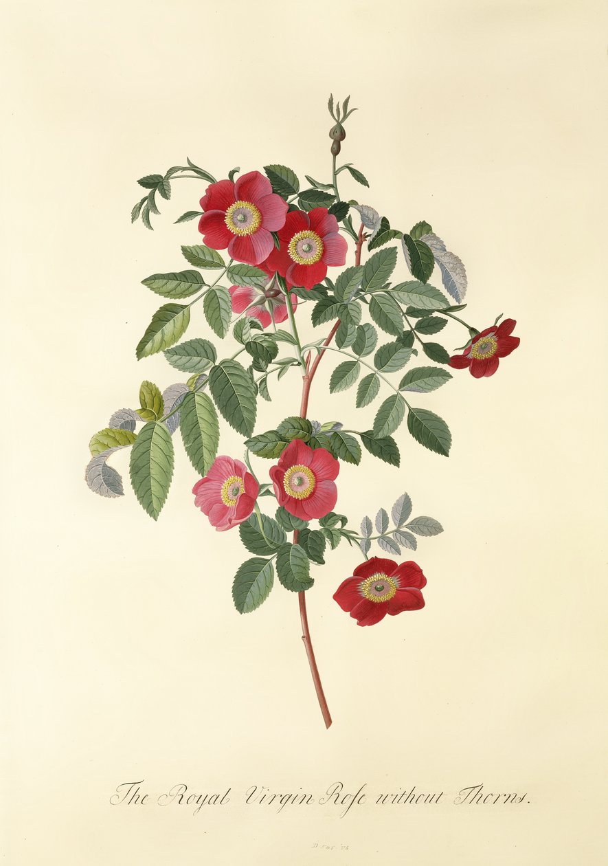 Ruusu: ilman piikkejä (Royal Virgin Rose) tekijältä Georg Dionysius Ehret