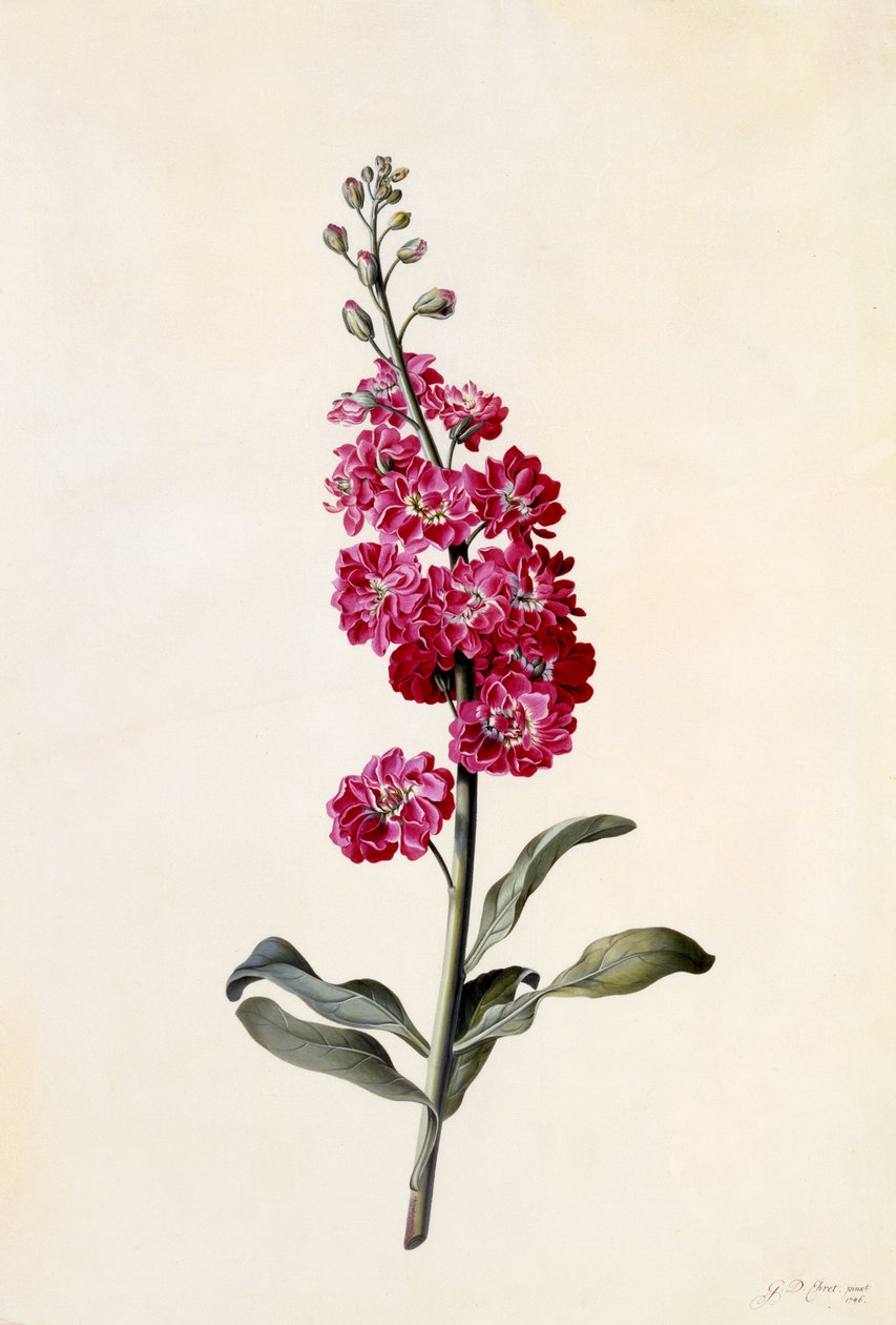 Kanta, Matthiola incana, n.1746 (käsinvärinen kaiverrus) tekijältä Georg Dionysius Ehret