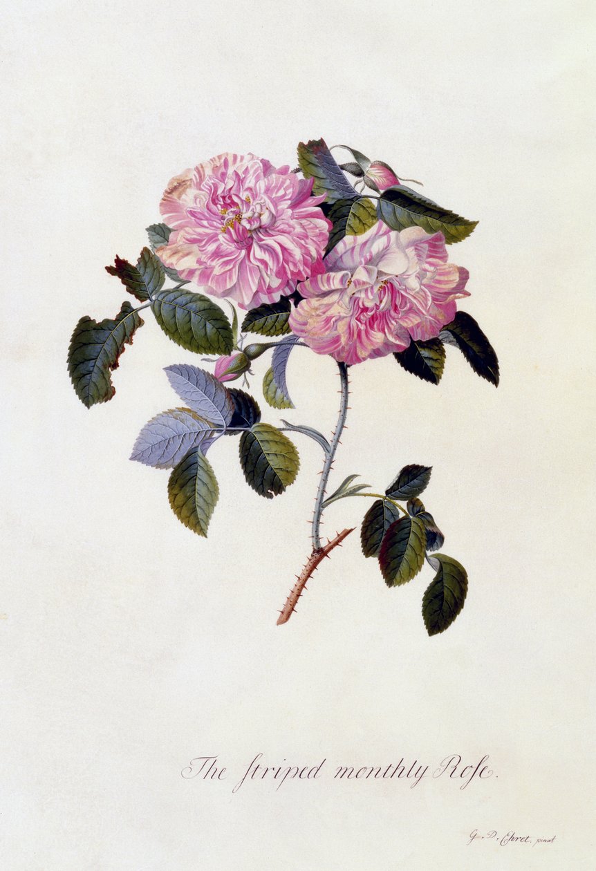 The Striped Monthly Rose, n.1745 (käsinvärinen kaiverrus) tekijältä Georg Dionysius Ehret