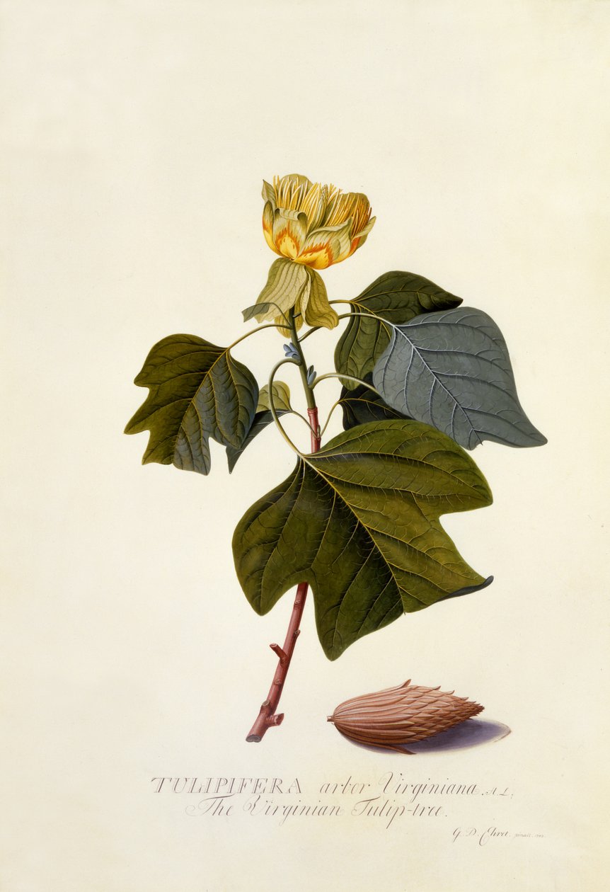 Virginian Tulip Tree, n. 1743 (käsinvärinen kaiverrus) tekijältä Georg Dionysius Ehret