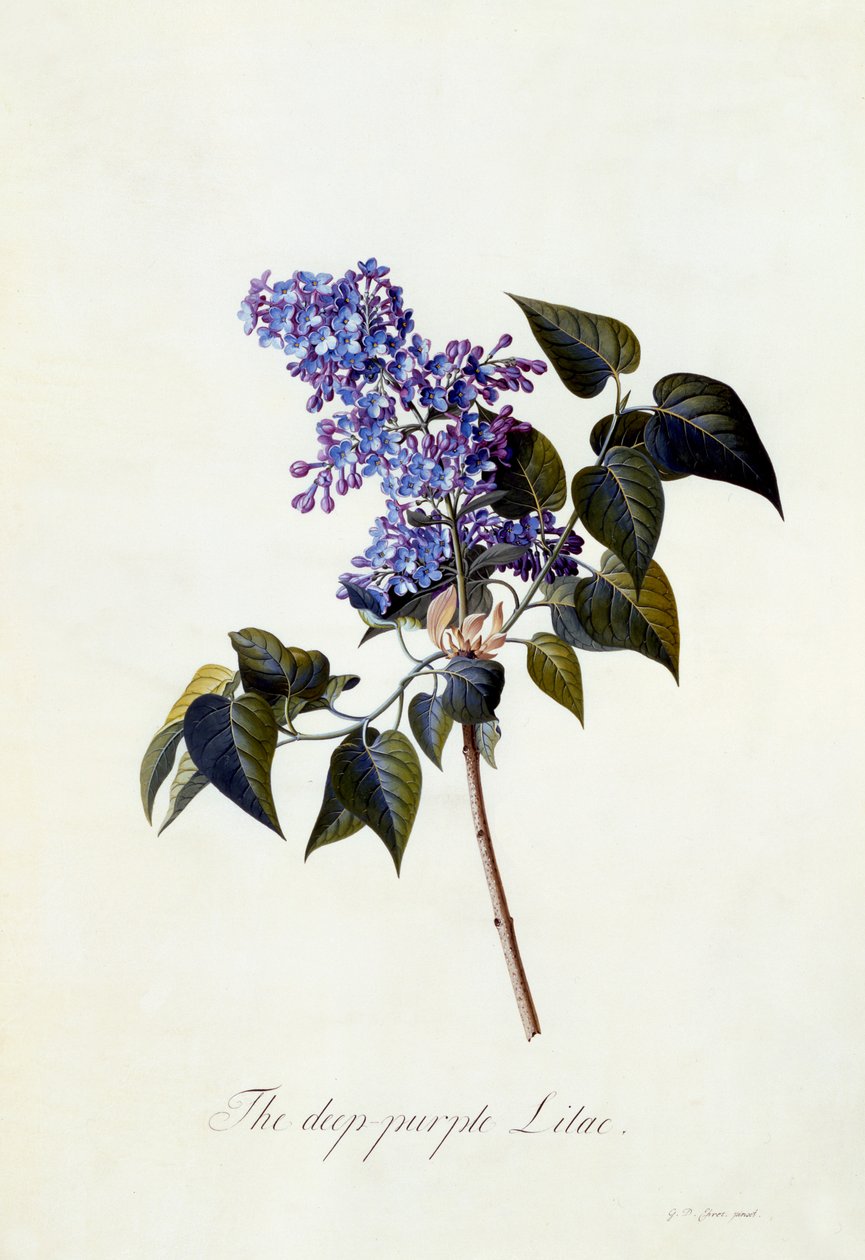 Syvän violetti lila, n. 1743 (käsinvärinen kaiverrus) tekijältä Georg Dionysius Ehret