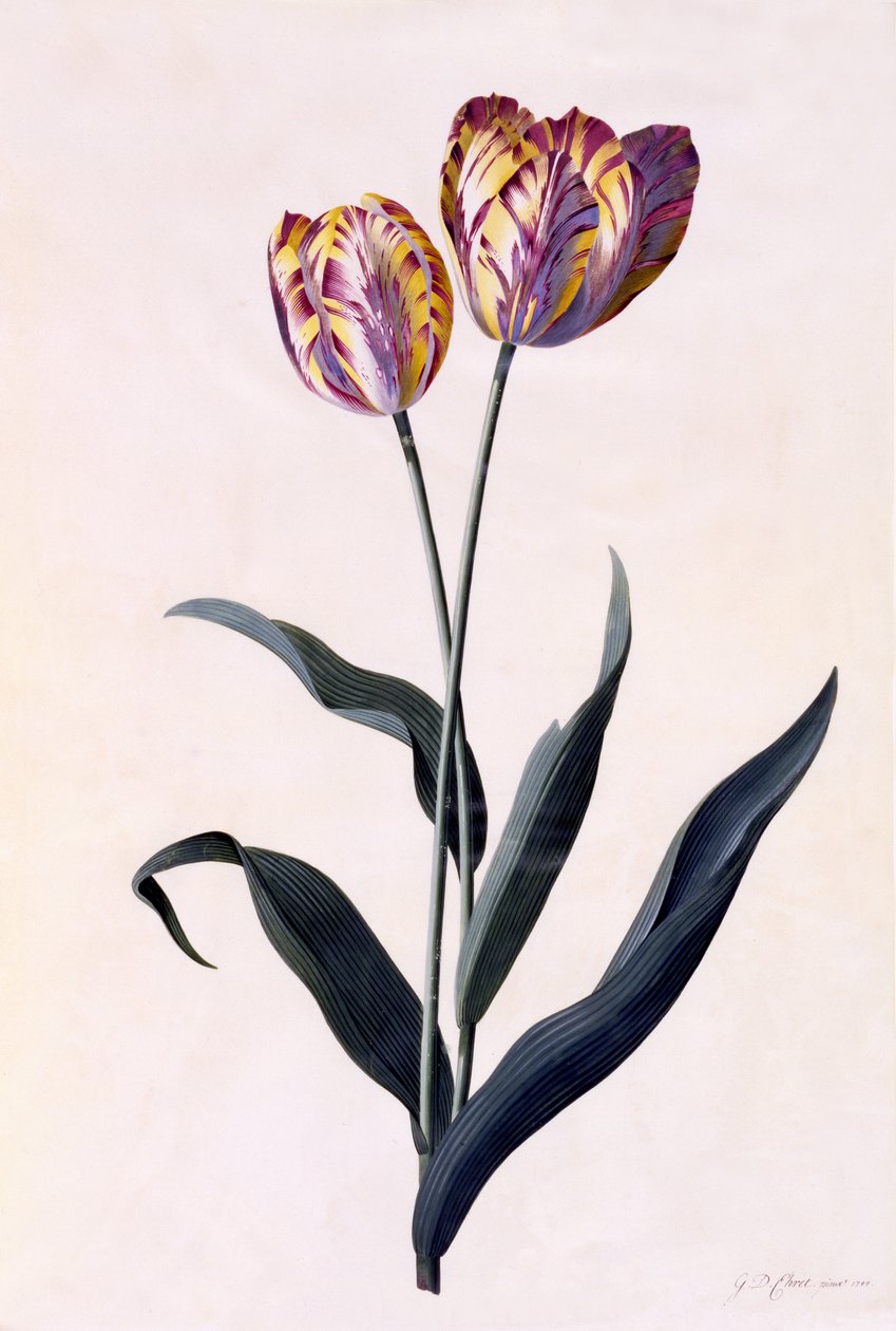 Tulppaani, n. 1744 (käsinvärinen kaiverrus) tekijältä Georg Dionysius Ehret
