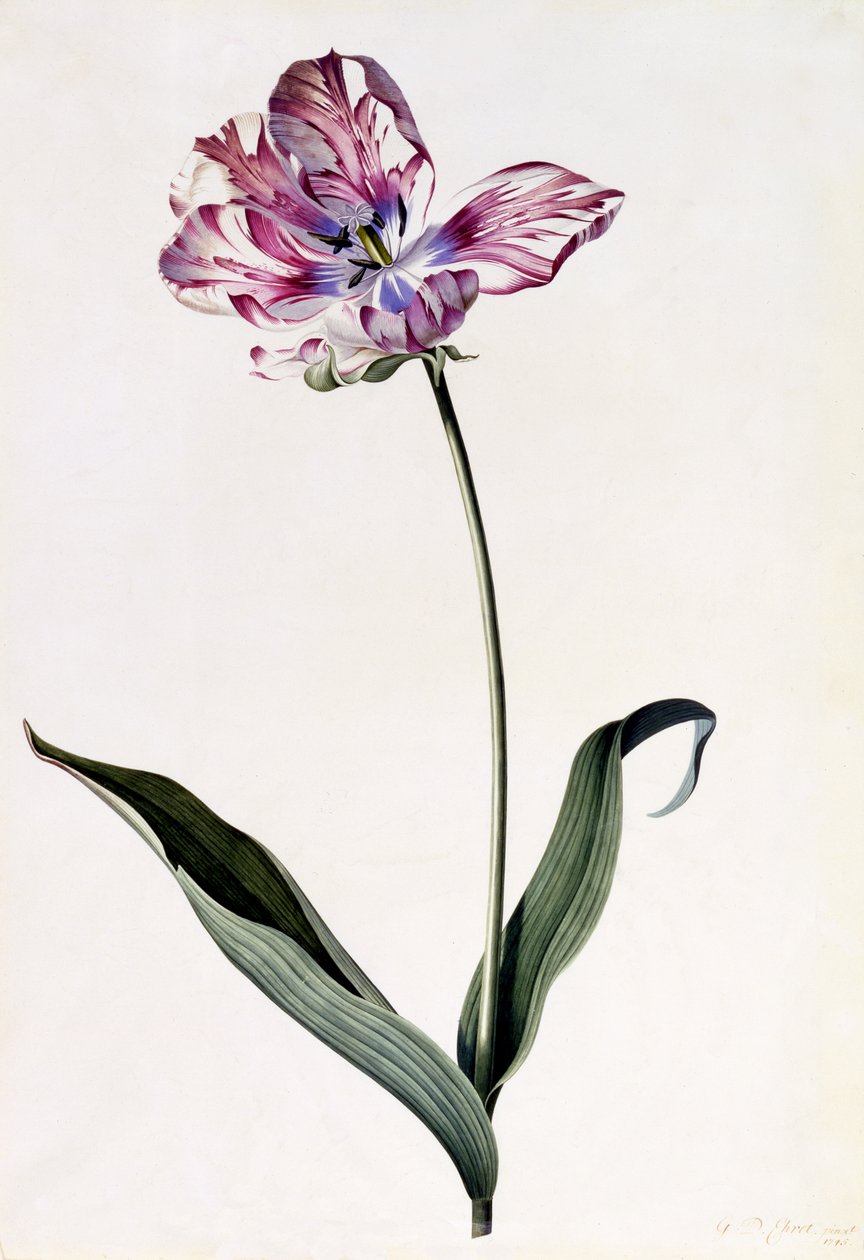 Tulppaani, n. 1745 (käsinvärinen kaiverrus) tekijältä Georg Dionysius Ehret
