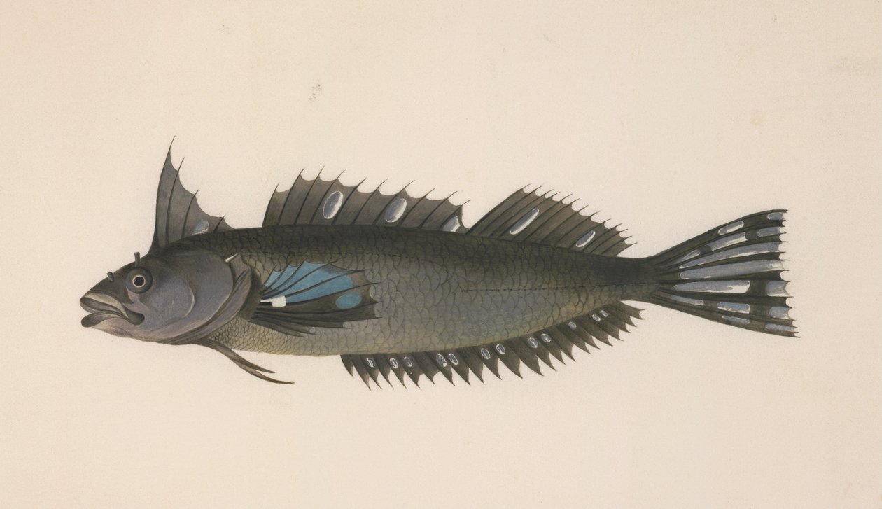 Kala Uudesta -Seelannista tekijältä Johann Georg Adam Forster