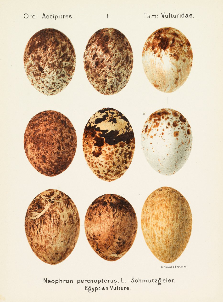 Palearctic Universal Oology, 1906. tekijältä Georg Albert Julius Krause