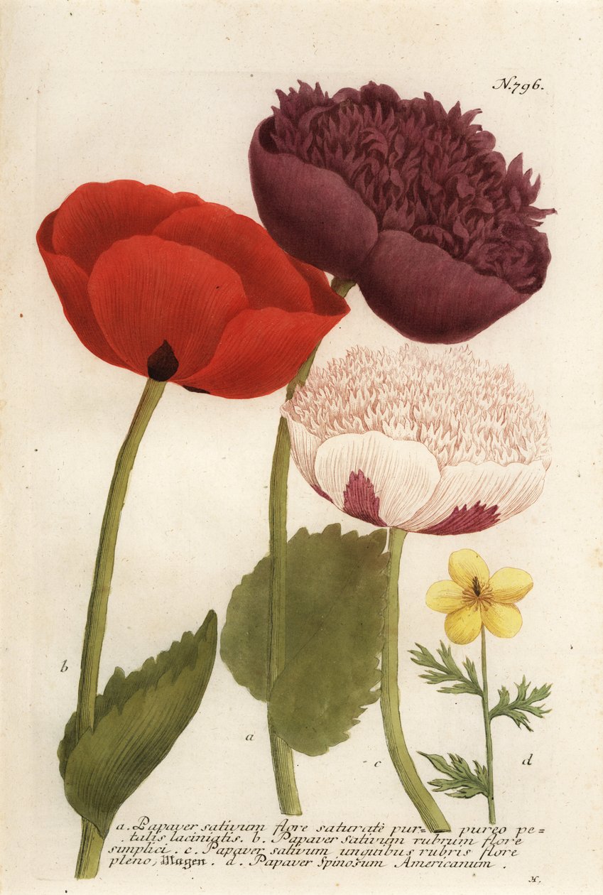 Oopiumunikon lajikkeet, Papaver somniferum ja Anemone mexicana tekijältä Georg Dionysius (after) Ehret