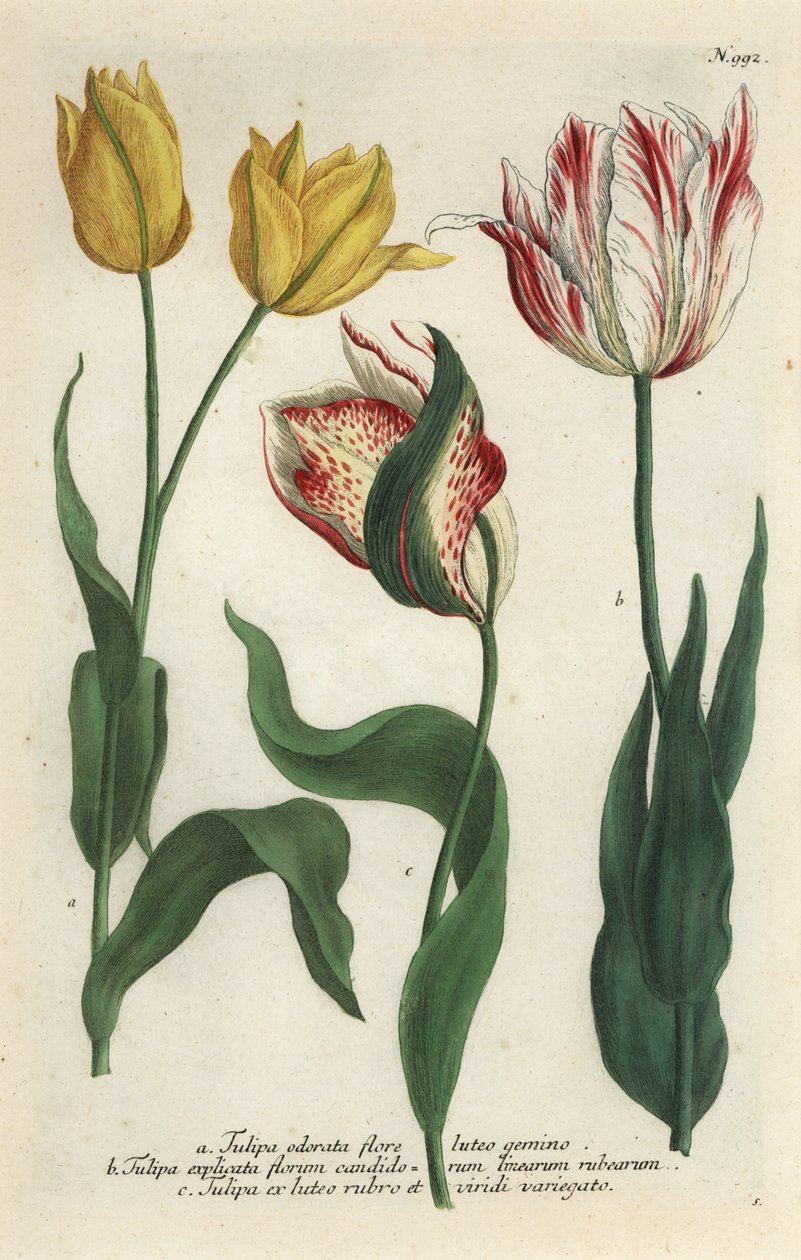 Tulppaanilajikkeet, Tulipa gesneriana tekijältä Georg Dionysius (after) Ehret