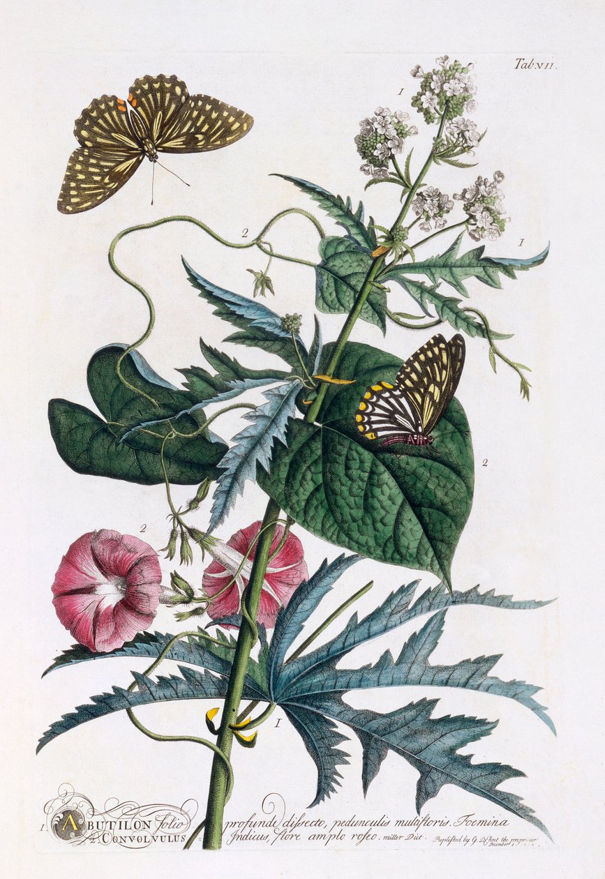1. Abutilon, 2. Convolvulus, n. 1748 käsinvärinen kaiverrus. tekijältä "Georg Dionysius Ehret