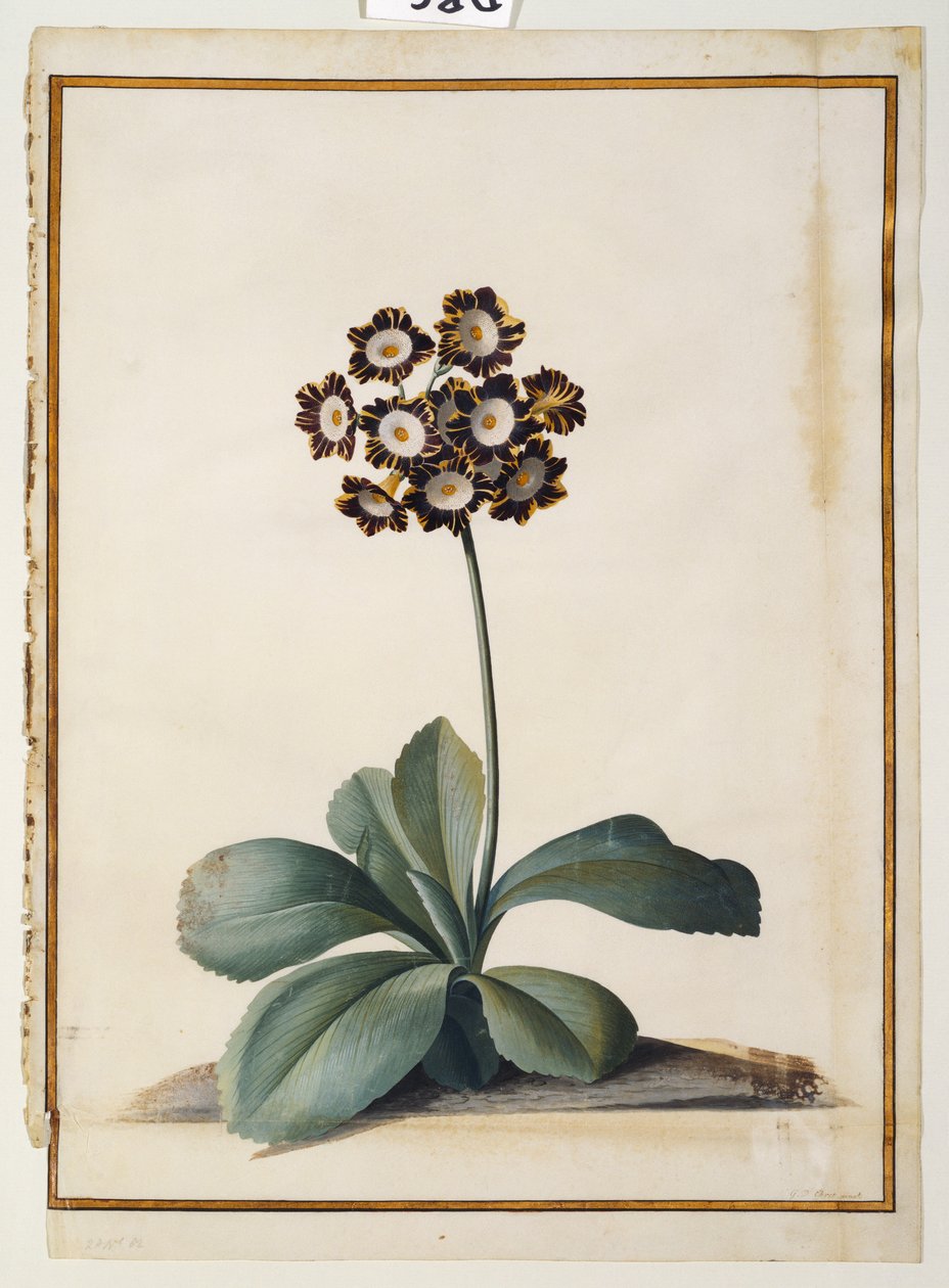 Purppuranpunainen kirjava auricula tekijältä Georg Dionysius Ehret