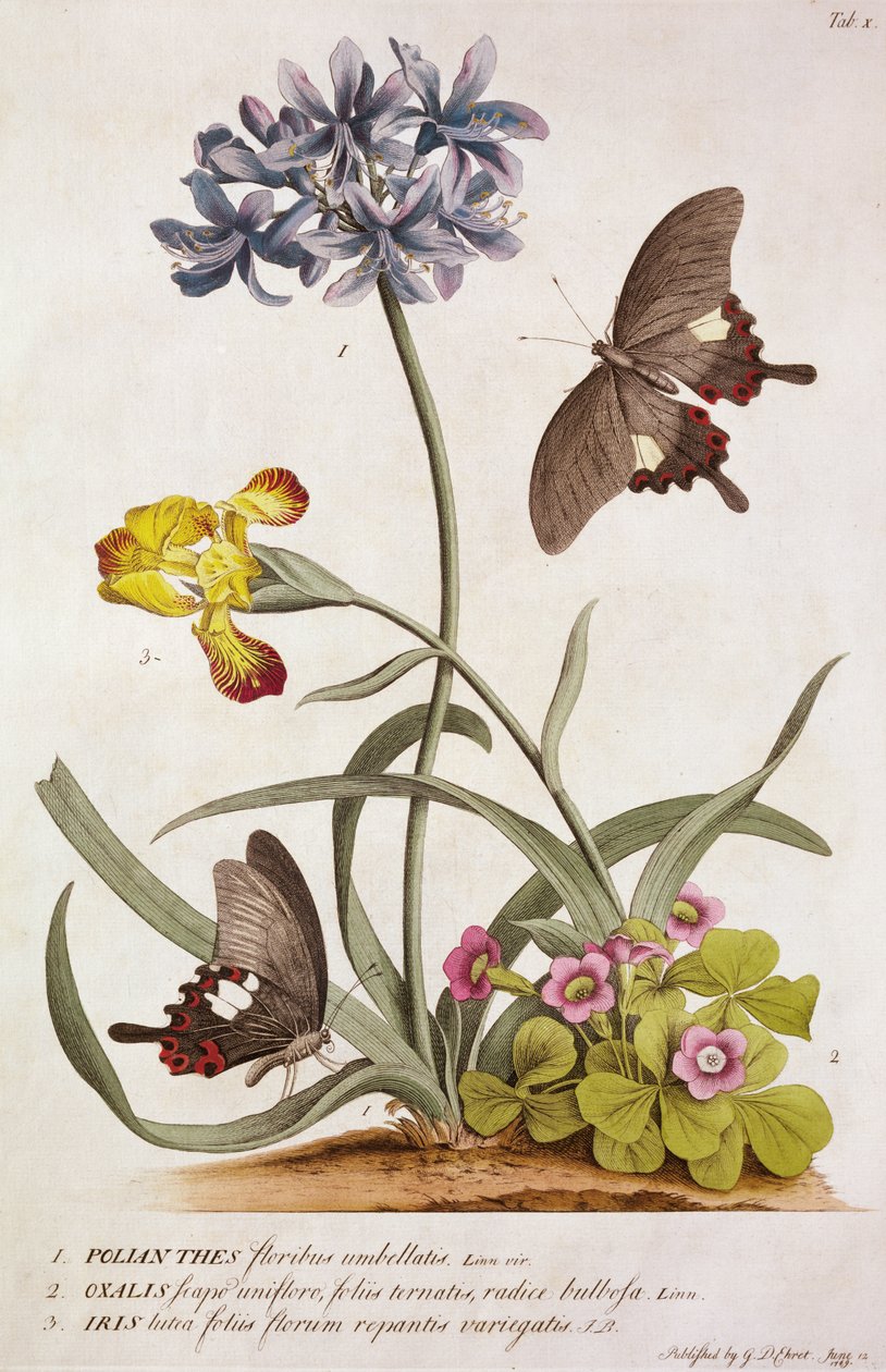 Agapanthus africanus, Iris variegata ja Oxalis-laji, "Plantae and Papiliones Rariores", 1749 tekijältä Georg Dionysius Ehret