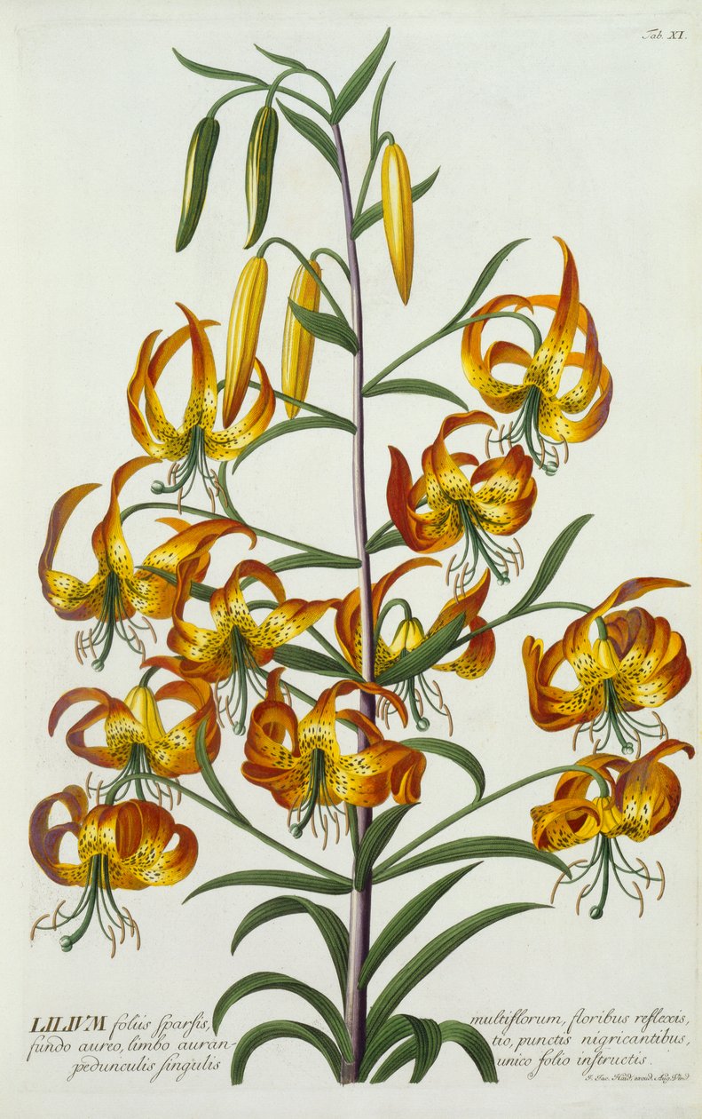 Amerikkalainen Turkscap Lily, n. 1740 käsinvärjätty kaiverrus. tekijältä "Georg Dionysius Ehret