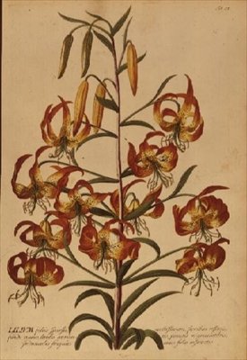 American Turkscap Lily from "Plant Selected" tekijältä Georg Dionysius Ehret