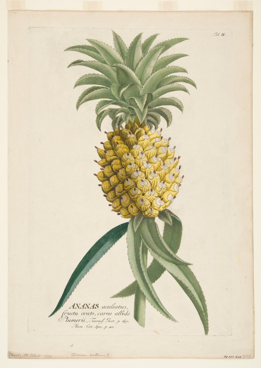 Ananas sativus, ananas, 1740-1770. tekijältä Georg Dionysius Ehret
