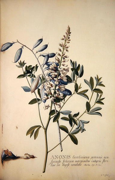 Anonis tai Rest Harrow tekijältä Georg Dionysius Ehret