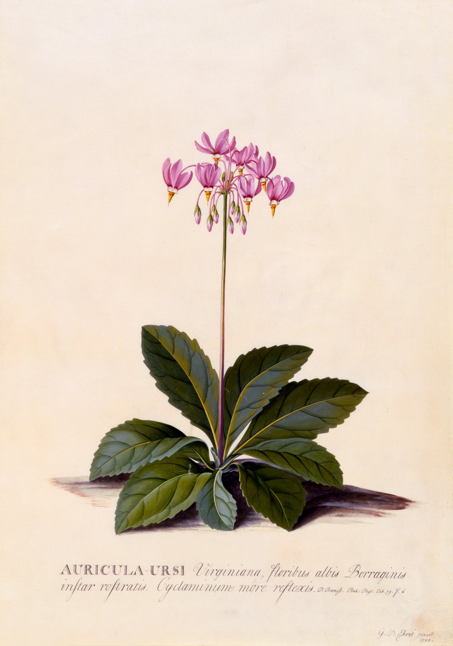 Auricula Ursi Shooting Star, n. 1744 käsinvärjätty kaiverrus. tekijältä "Georg Dionysius Ehret