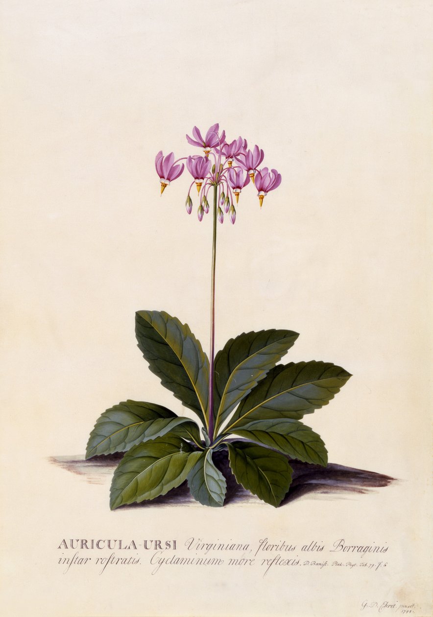 Auricula ursi, Shooting Star, n.1744 (käsinvärinen kaiverrus) tekijältä Georg Dionysius Ehret