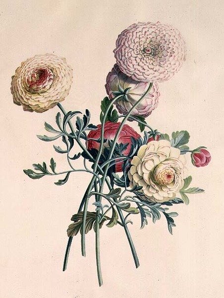 Asters tekijältä Georg Dionysius Ehret