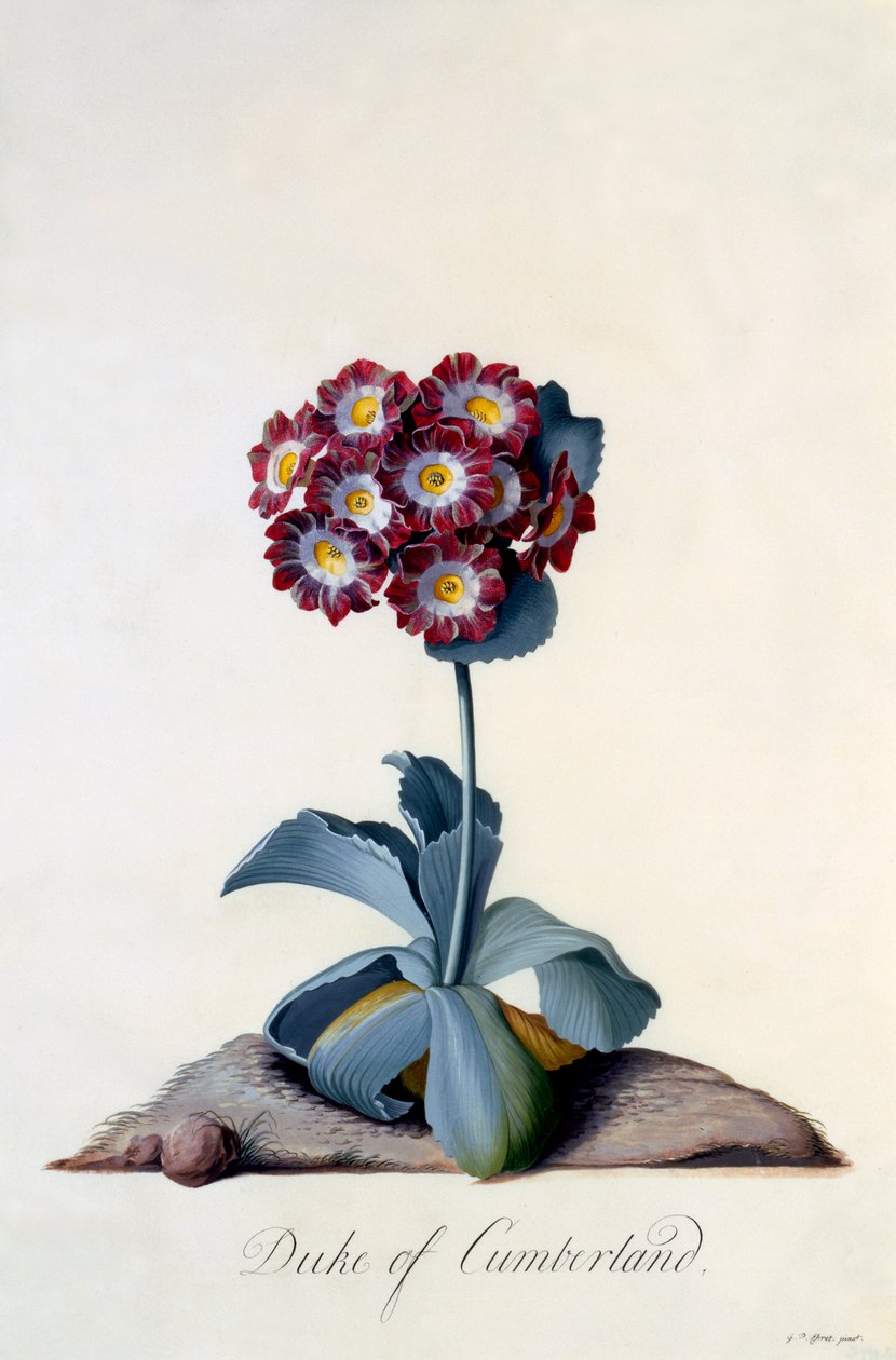Auricula Duke of Cumberland c. 1743 käsinvärinen kaiverrus. tekijältä "Georg Dionysius Ehret