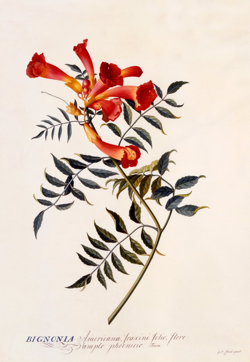 Bignonia Americana, c. 1743 käsinvärinen kaiverrus. tekijältä "Georg Dionysius Ehret