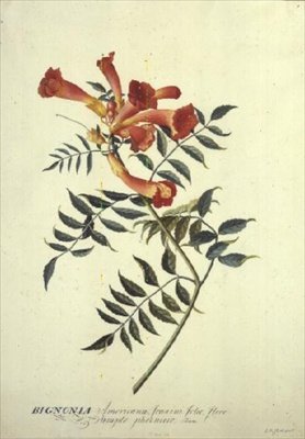 Bignonia americana, akvarelli tekijältä Georg Dionysius Ehret