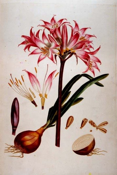 Kasvitieteellinen levy Plantae Selectaesta (1750-73) (myös koonnut Christoph Jacob Trew) tekijältä Georg Dionysius Ehret