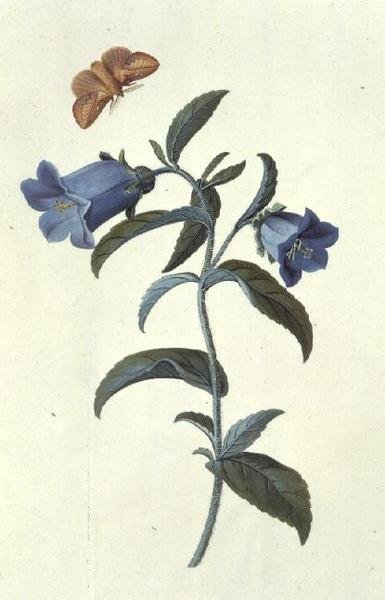 Canterbury Bell (Campanula) tekijältä Georg Dionysius Ehret