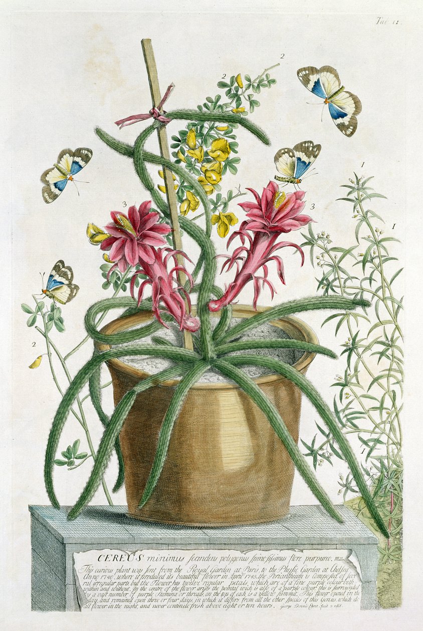 Cereus Minimus, n. 1745 (värillinen lito) tekijältä Georg Dionysius Ehret