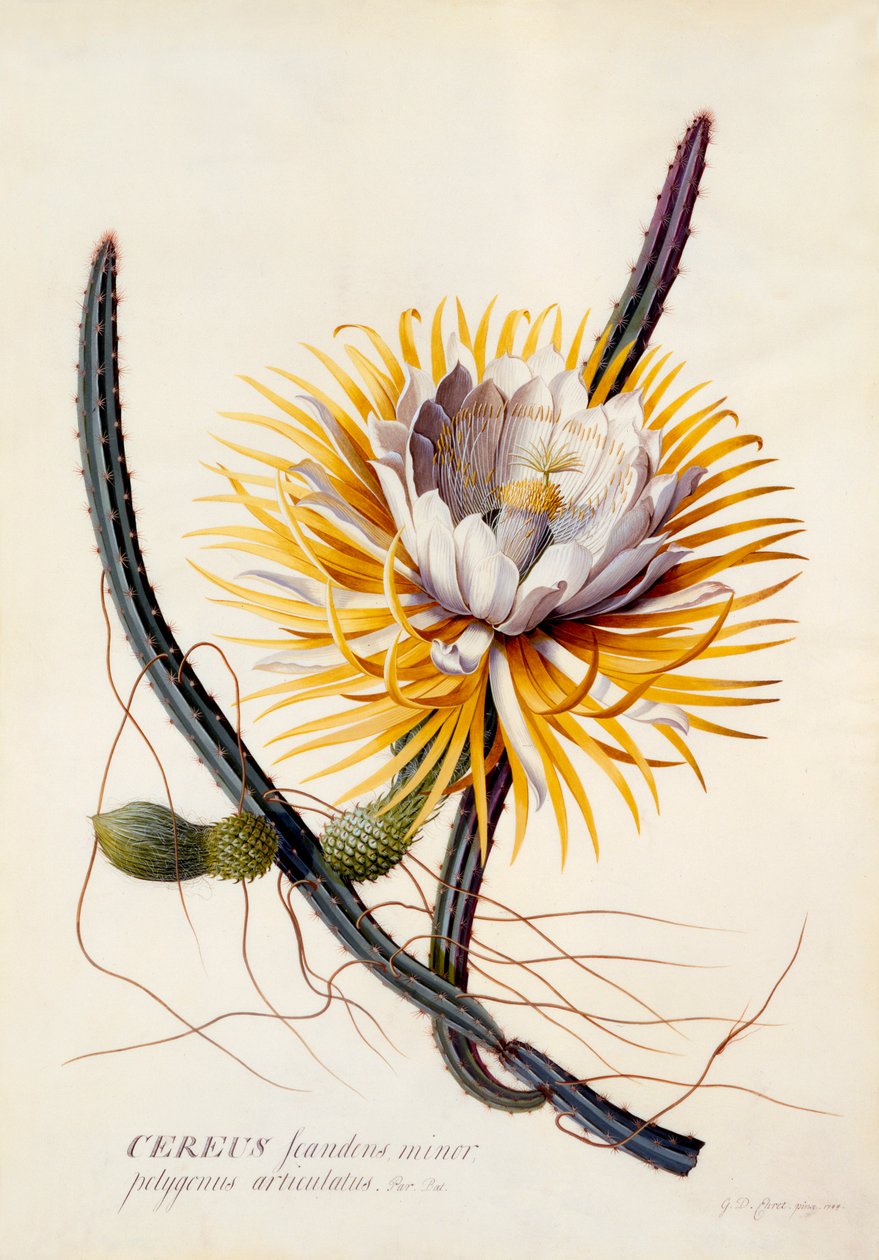 Cereus yön kuningatar, n. 1744 käsinvärjätty kaiverrus. tekijältä "Georg Dionysius Ehret