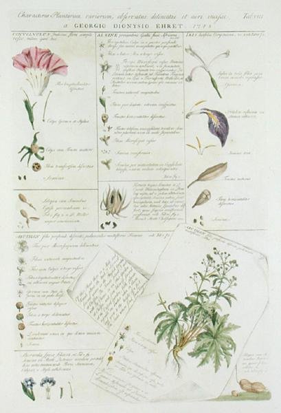 Characters of Flowers, 