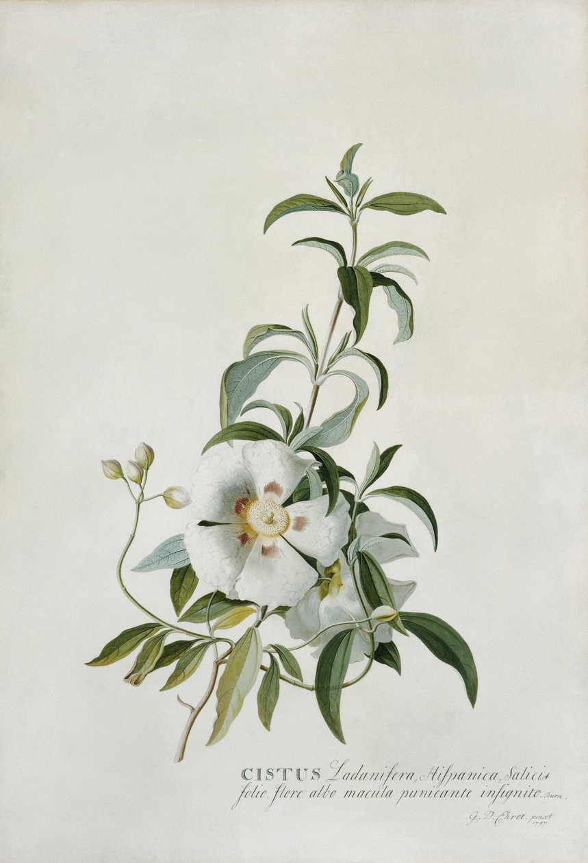 Cistus, 1747 tekijältä Georg Dionysius Ehret