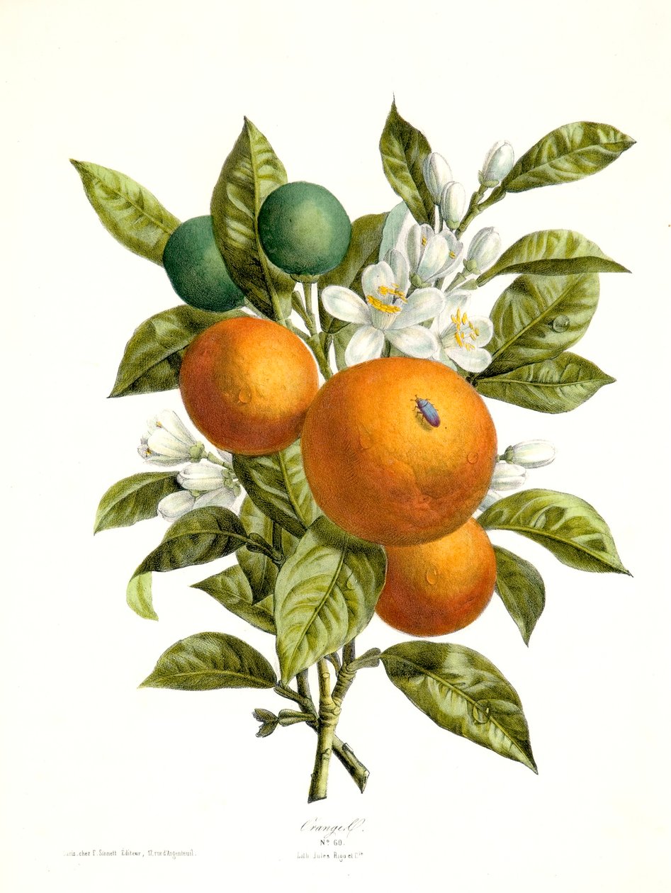 Citrus aurantiacus Orange, 1730-1770. tekijältä Georg Dionysius Ehret