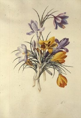 Crocus tekijältä Georg Dionysius Ehret