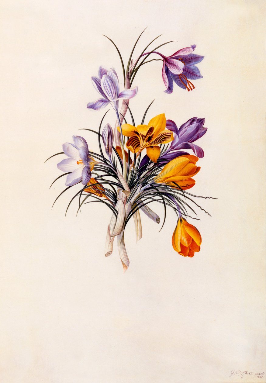 Krokukset, c. 1744 käsinvärjätty kaiverrus. tekijältä "Georg Dionysius Ehret