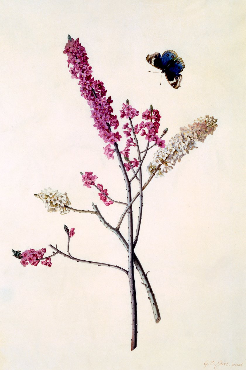 Daphne Mezereum perhonen kanssa, n. 1740 käsinvärjätty kaiverrus. tekijältä "Georg Dionysius Ehret