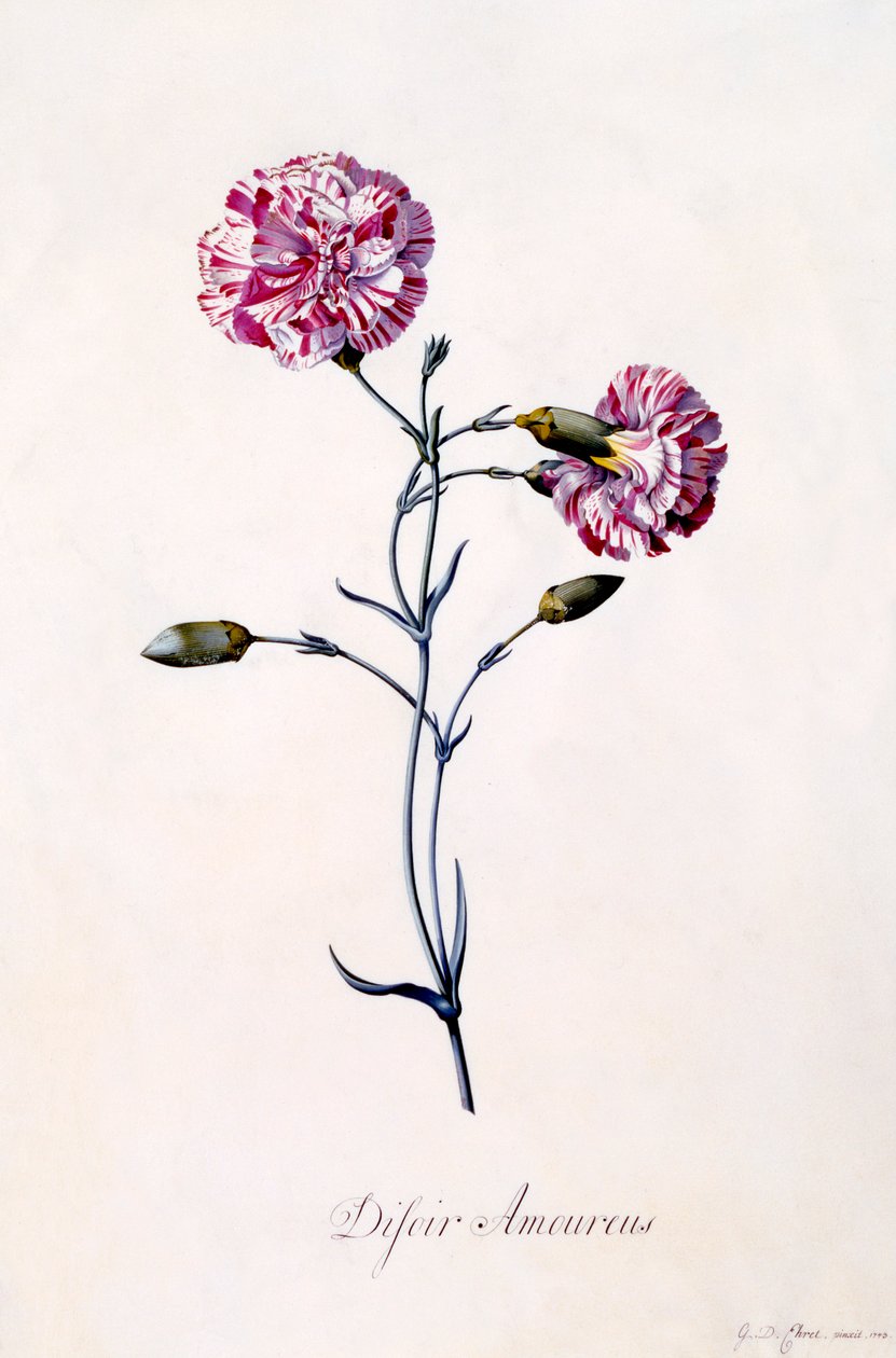 Difor Amourius Neilikka, n. 1745 käsinvärjätty kaiverrus. tekijältä "Georg Dionysius Ehret