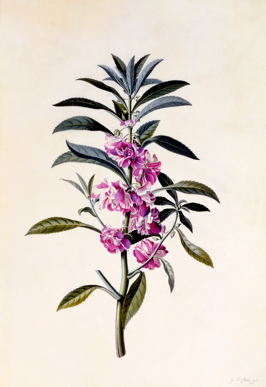 Puutarhabalsami Impatiens Balsamina, n. 1746 käsinvärinen kaiverrus. tekijältä "Georg Dionysius Ehret