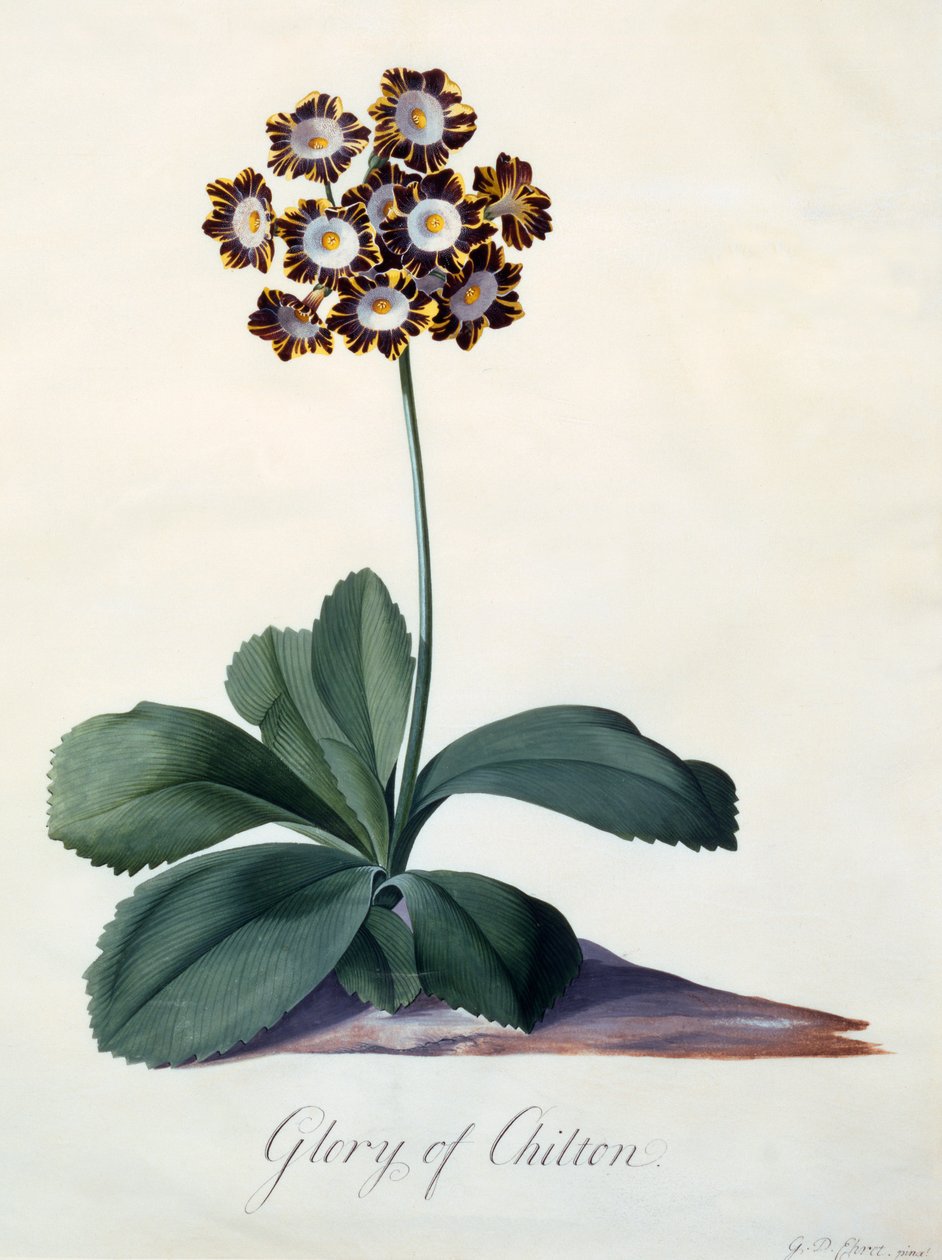 Glory of Chilton c. 1745 käsinvärjätty kaiverrus. tekijältä "Georg Dionysius Ehret
