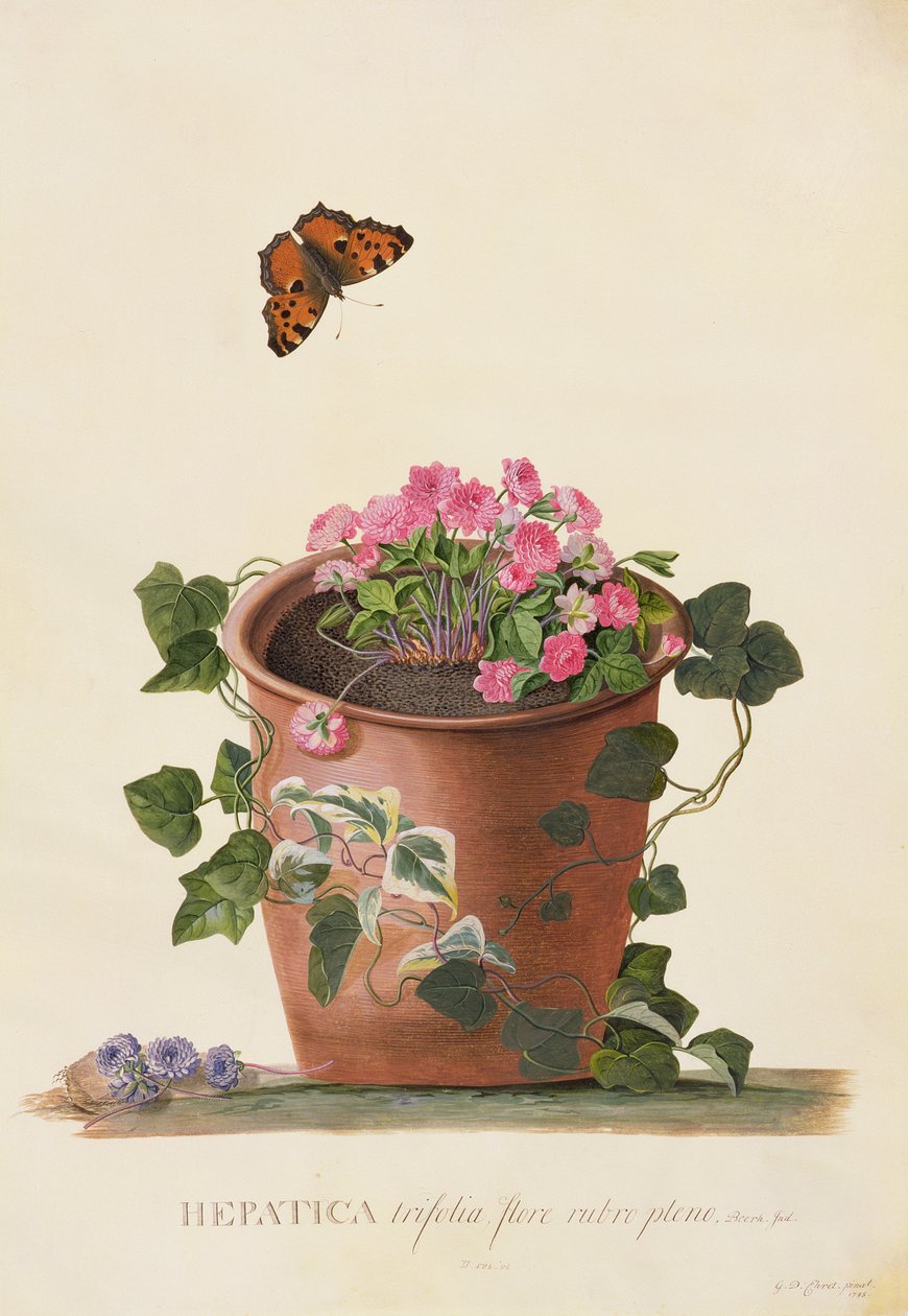 Hepatica trifolia (Nobilis), 1745 (guassi pergamentille). tekijältä Georg Dionysius Ehret
