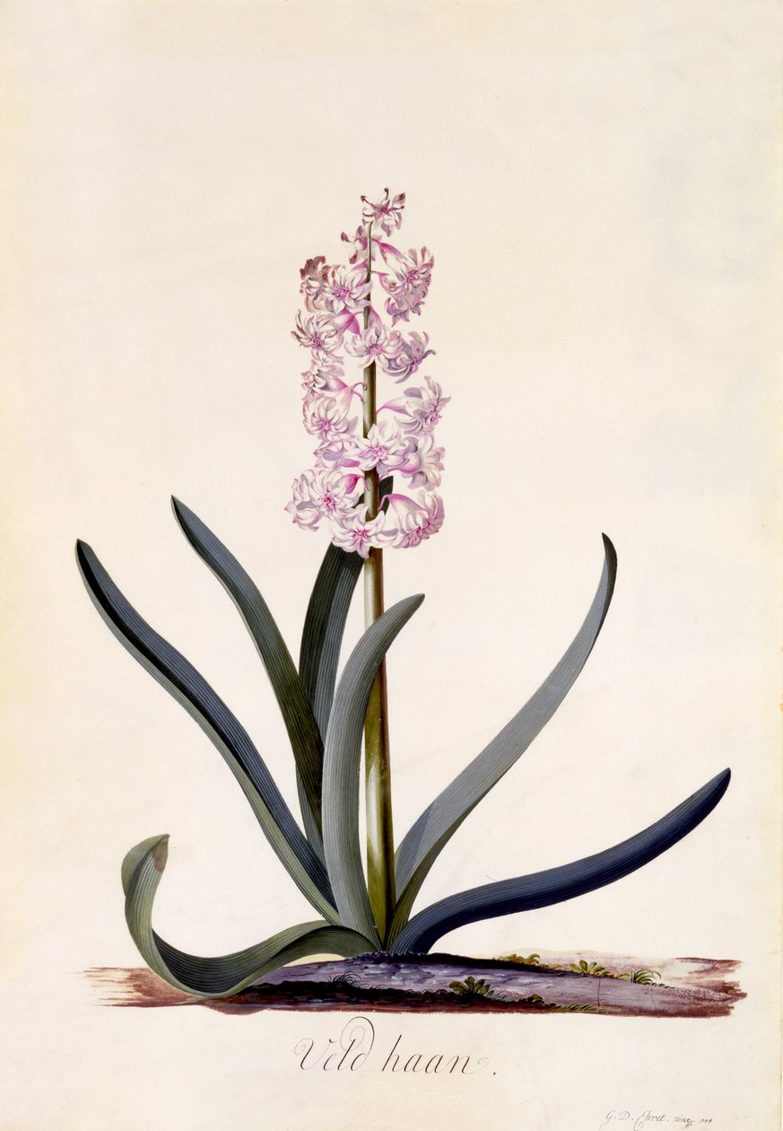 Hyasintti "Veld Haan", n. 1744 (käsinvärinen kaiverrus) tekijältä Georg Dionysius Ehret
